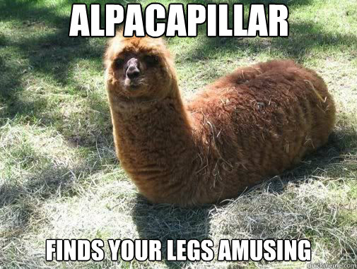 alpacapillar finds your legs amusing  Alpacapillar