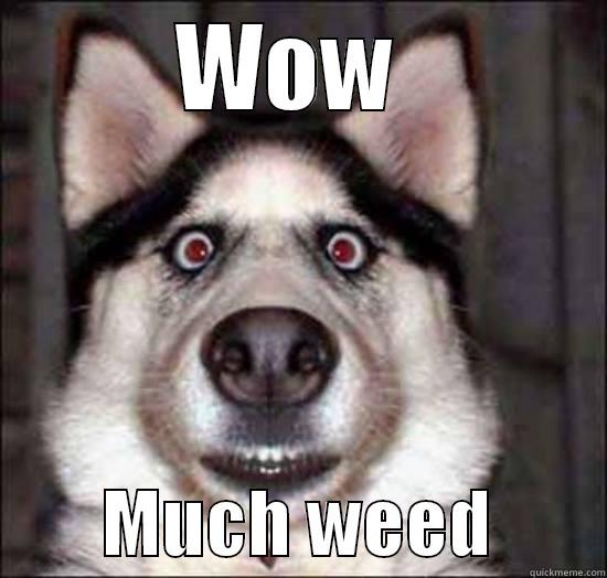 Weed Dog -        WOW                 MUCH WEED        Misc