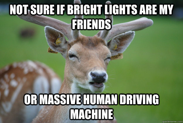 Not Sure if Bright Lights are my friends Or massive human driving machine - Not Sure if Bright Lights are my friends Or massive human driving machine  Deer Fry