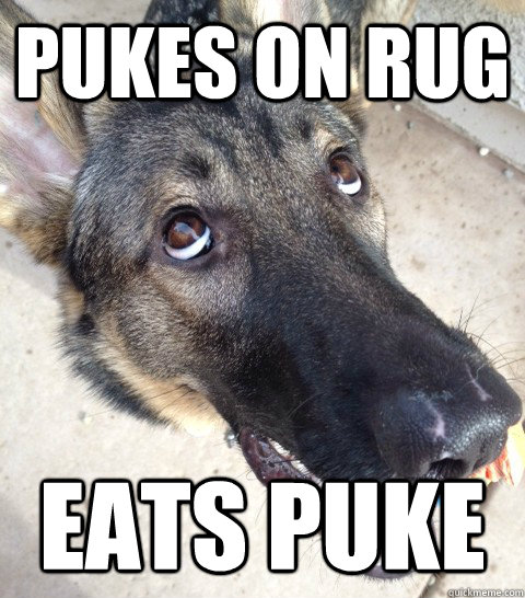 Pukes on rug Eats puke  Derp Dog