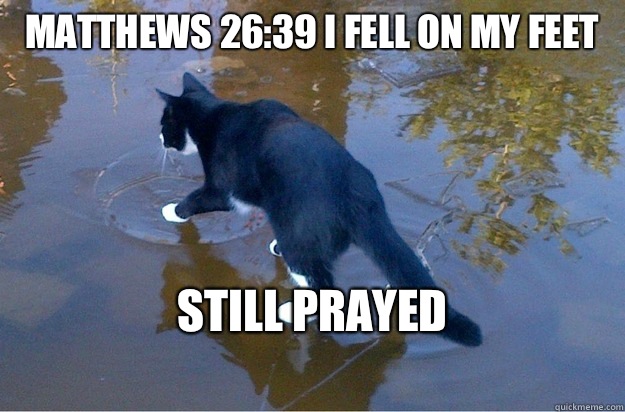 Matthews 26:39 I fell on my feet  Still prayed
 - Matthews 26:39 I fell on my feet  Still prayed
  Jesus Cat