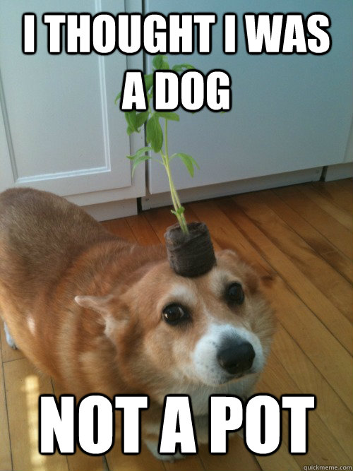 I thought I was a dog not a pot - I thought I was a dog not a pot  Confused Corgi