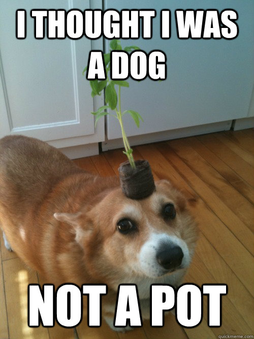 I thought I was a dog not a pot  Confused Corgi