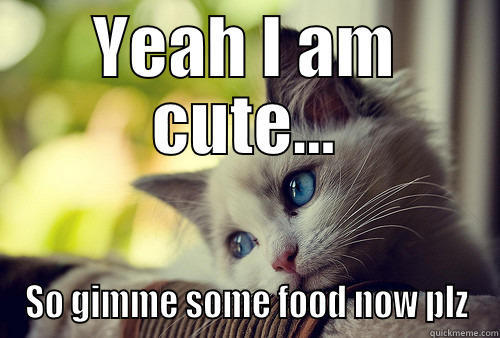 YEAH I AM CUTE... SO GIMME SOME FOOD NOW PLZ First World Problems Cat