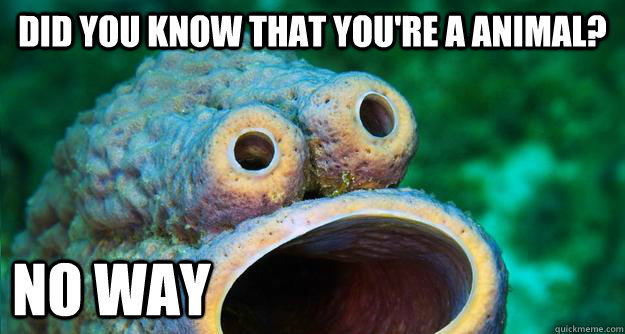 Did you know that you're a animal? NO WAY  Introducing Surprised Sponge
