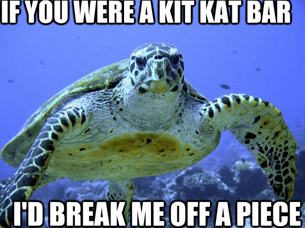 if you were a kit kat bar  i'd break me off a piece - if you were a kit kat bar  i'd break me off a piece  Awkward Turtle