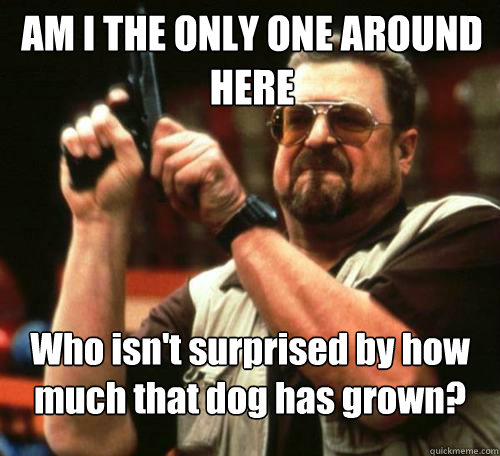 AM I THE ONLY ONE AROUND
HERE Who isn't surprised by how much that dog has grown? - AM I THE ONLY ONE AROUND
HERE Who isn't surprised by how much that dog has grown?  Misc