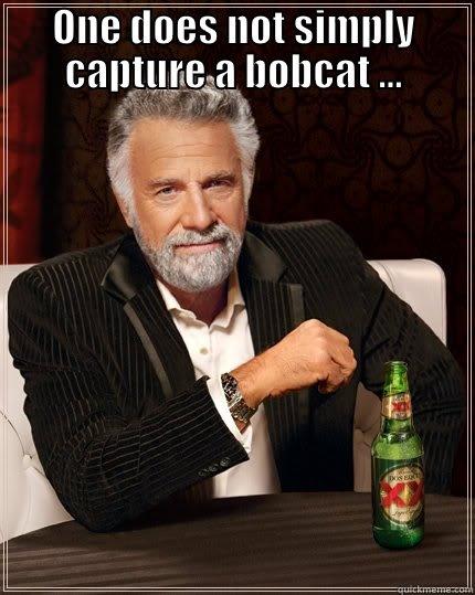 ONE DOES NOT SIMPLY CAPTURE A BOBCAT ...  The Most Interesting Man In The World