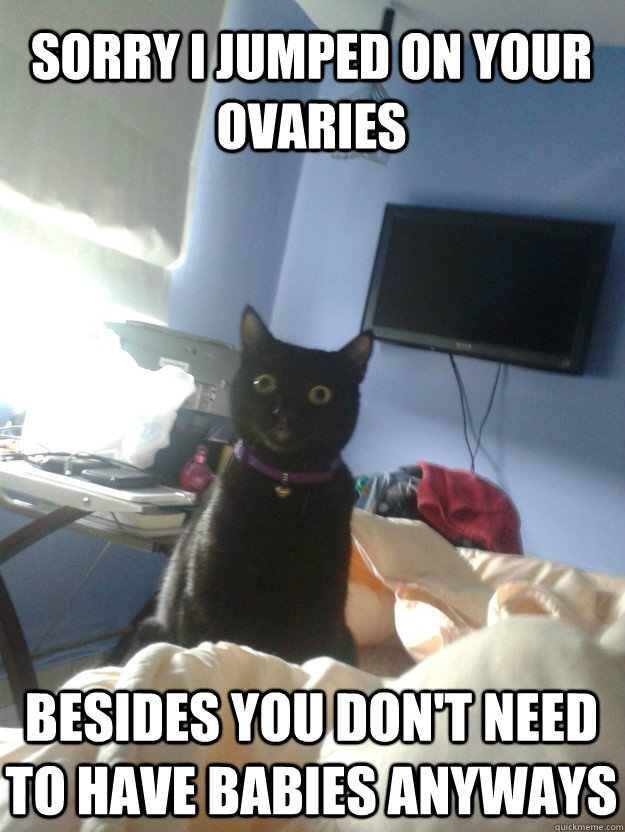 Sorry I jumped on your ovaries Besides You don't need to have babies anyways - Sorry I jumped on your ovaries Besides You don't need to have babies anyways  overly attached cat