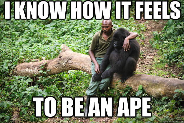 I know how it feels to be an ape - I know how it feels to be an ape  2 apes