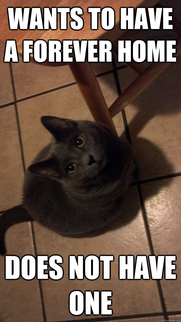 Wants to have a forever home Does Not Have one - Wants to have a forever home Does Not Have one  Unfulfilled dreams cat