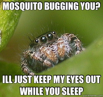 MOSQUITO BUGGING YOU? ILL JUST KEEP MY EYES OUT WHILE YOU SLEEP  Misunderstood Spider