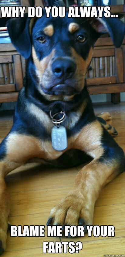 Why do you always... Blame me for your farts? - Questioning Puppy ...