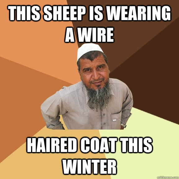 this sheep is wearing a wire haired coat this winter  Ordinary Muslim Man