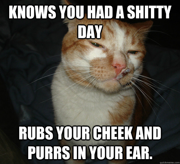 knows you had a shitty day rubs your cheek and purrs in your ear.  Good Guy Cat