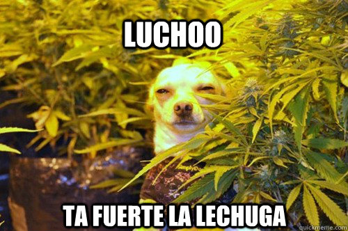 Luchoo Ta fuerte la lechuga - Luchoo Ta fuerte la lechuga  cannabis chihuahua