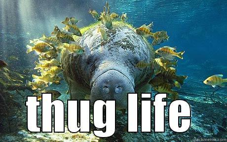 manatee fishes -  THUG LIFE Misc