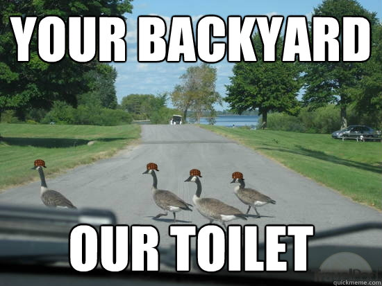 your backyard  our toilet  Scumbag Geese