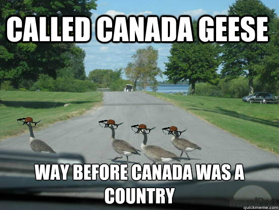 called canada geese way before canada was a country  Scumbag Geese