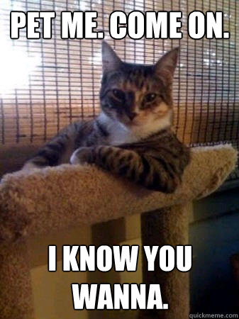 Pet me. Come on. I know you wanna.  The Most Interesting Cat in the World