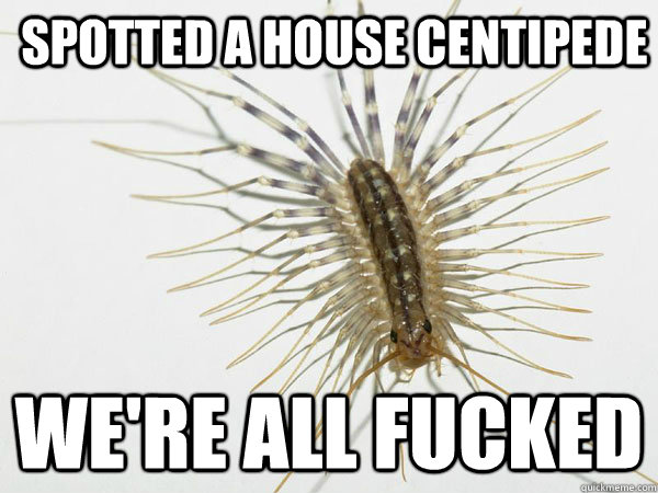 Spotted A House Centipede  We're All Fucked  