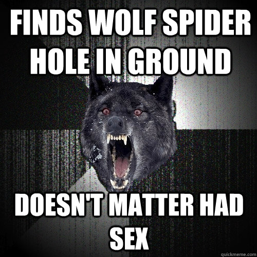 finds wolf spider hole in ground doesn't matter had sex  Insanity Wolf