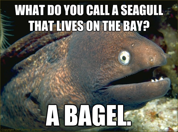 What do you call a seagull that lives on the bay? A bagel. - What do you call a seagull that lives on the bay? A bagel.  Bad Joke Eel