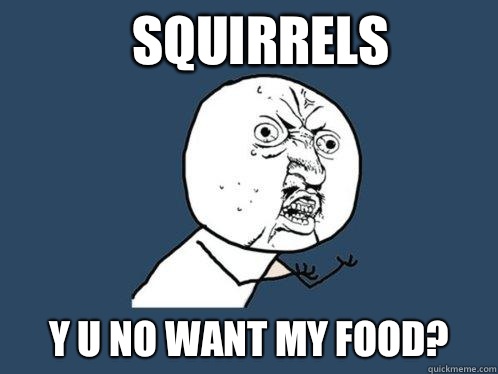Squirrels y u no want my food?  Y U No