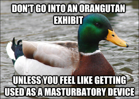 Don't go into an orangutan exhibit Unless you feel like getting used as a masturbatory device   Actual Advice Mallard