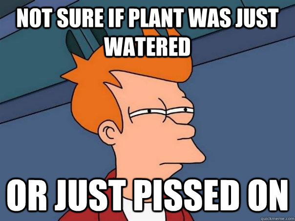 Not sure if plant was just watered Or just pissed on  Futurama Fry