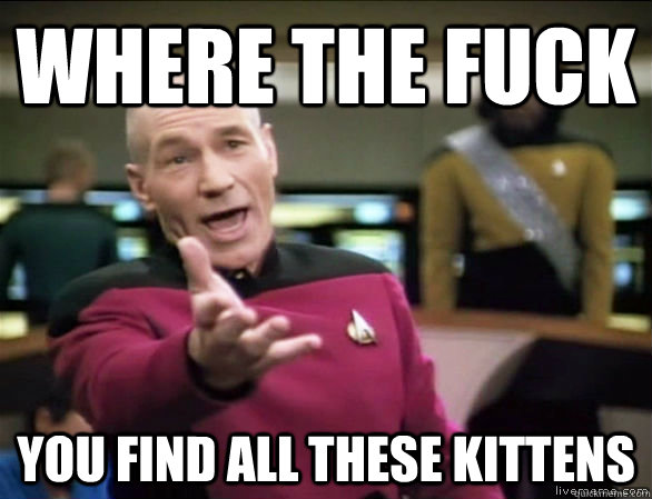 where the fuck you find all these kittens  Annoyed Picard HD