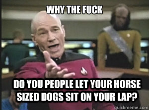 why the fuck do you people let your horse sized dogs sit on your lap?  Annoyed Picard