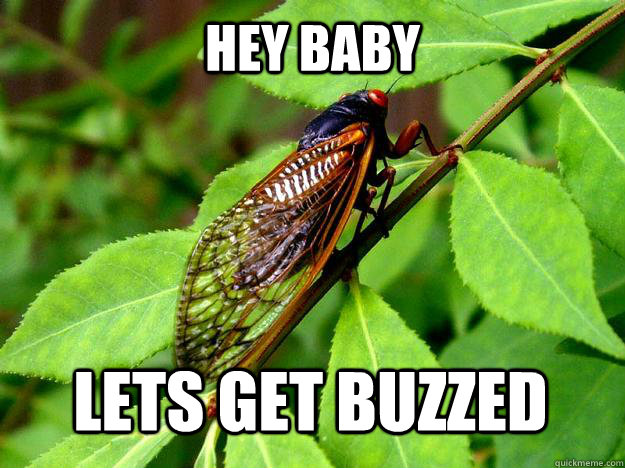 hey baby lets get buzzed - hey baby lets get buzzed  Annoying cicada