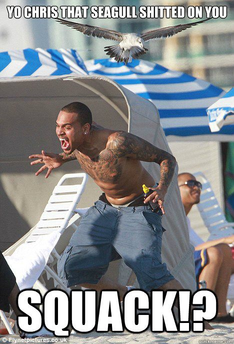 Yo chris that seagull shitted on you SQUACK!?  Chris Brown