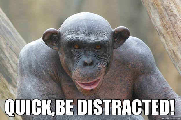  quick,be distracted! -  quick,be distracted!  The Most Interesting Chimp In The World