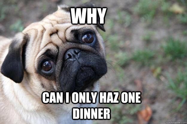 WHY Can I only haz one dinner  First World Dog problems