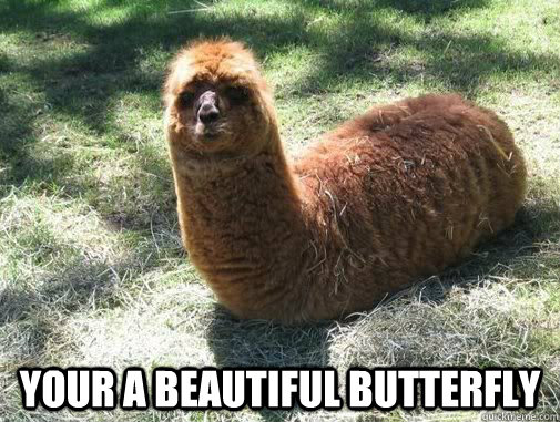  your a beautiful butterfly  Alpacapillar
