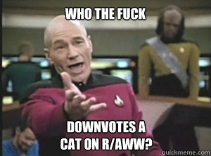 Who the fuck downvotes a 
cat on r/aww?  Annoyed Picard