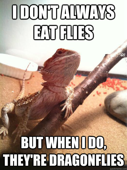 I don't always eat flies but when i do, they're dragonflies  The most interesting bearded dragon in the world