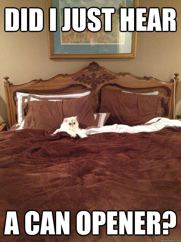 Did I just hear a can opener? - Did I just hear a can opener?  Misc