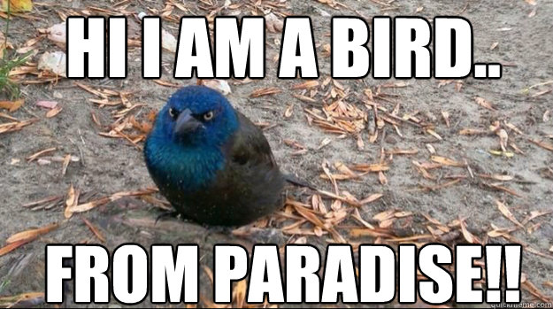Hi I am a Bird.. From Paradise!!  