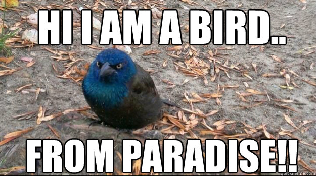 Hi I am a Bird.. From Paradise!! - Hi I am a Bird.. From Paradise!!  Misc