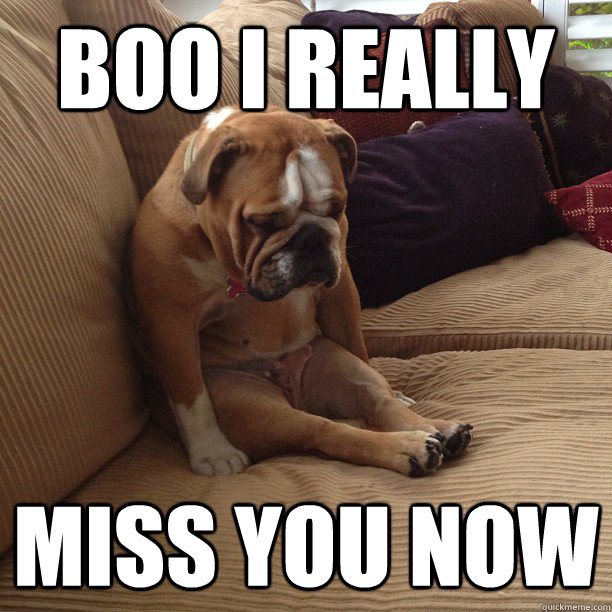 BOO I REALLY Miss you now - BOO I REALLY Miss you now  depressed dog