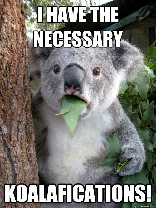 I have the necessary koalafications!  koala bear
