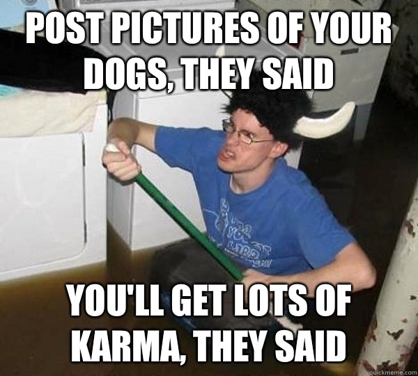 Post pictures of your dogs, they said  You'll get lots of karma, they said  They said