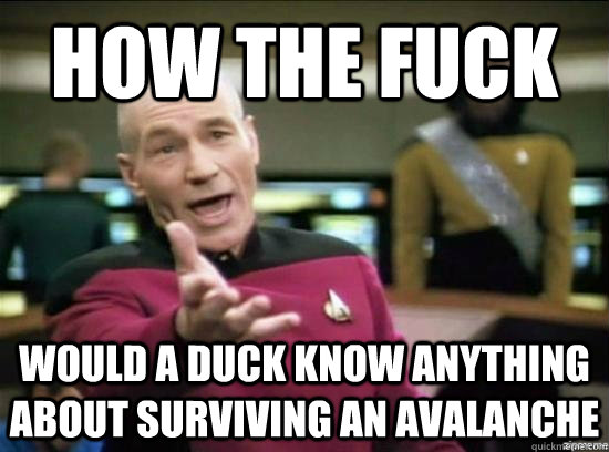 how the fuck would a duck know anything about surviving an avalanche  Annoyed Picard HD