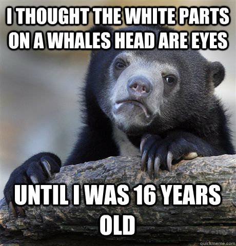 i thought the white parts on a whales head are eyes until i was 16 years old  Confession Bear