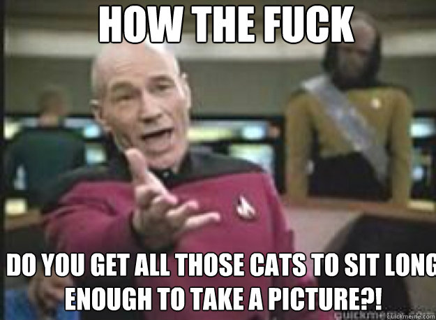 How the fuck do you get all those cats to sit long enough to take a picture?!  What the Fuck