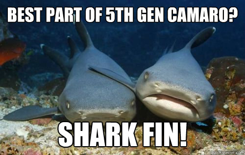 best part of 5th gen camaro? shark fin!  Compassionate Shark Friend