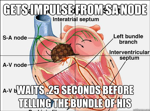 Gets impulse from SA node Waits .25 seconds before telling the bundle of his  Scumbag AV node
